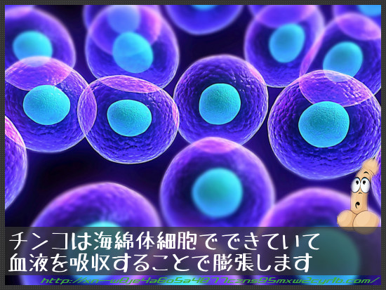 海綿体細胞